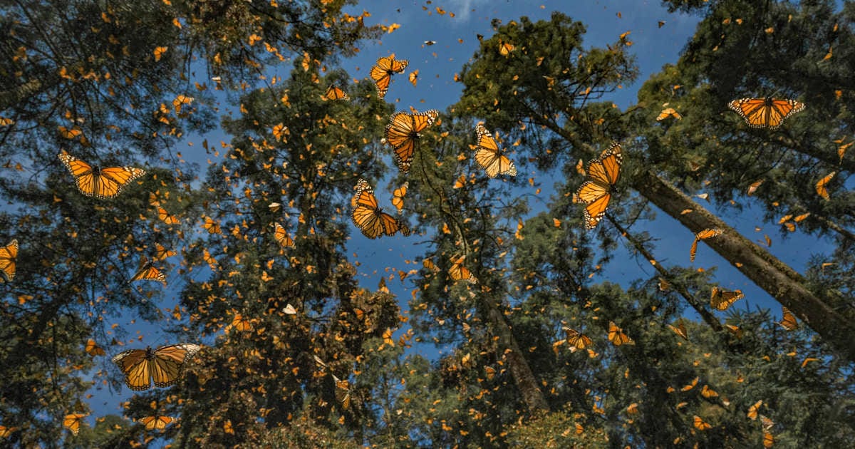 National Geographic Society share image