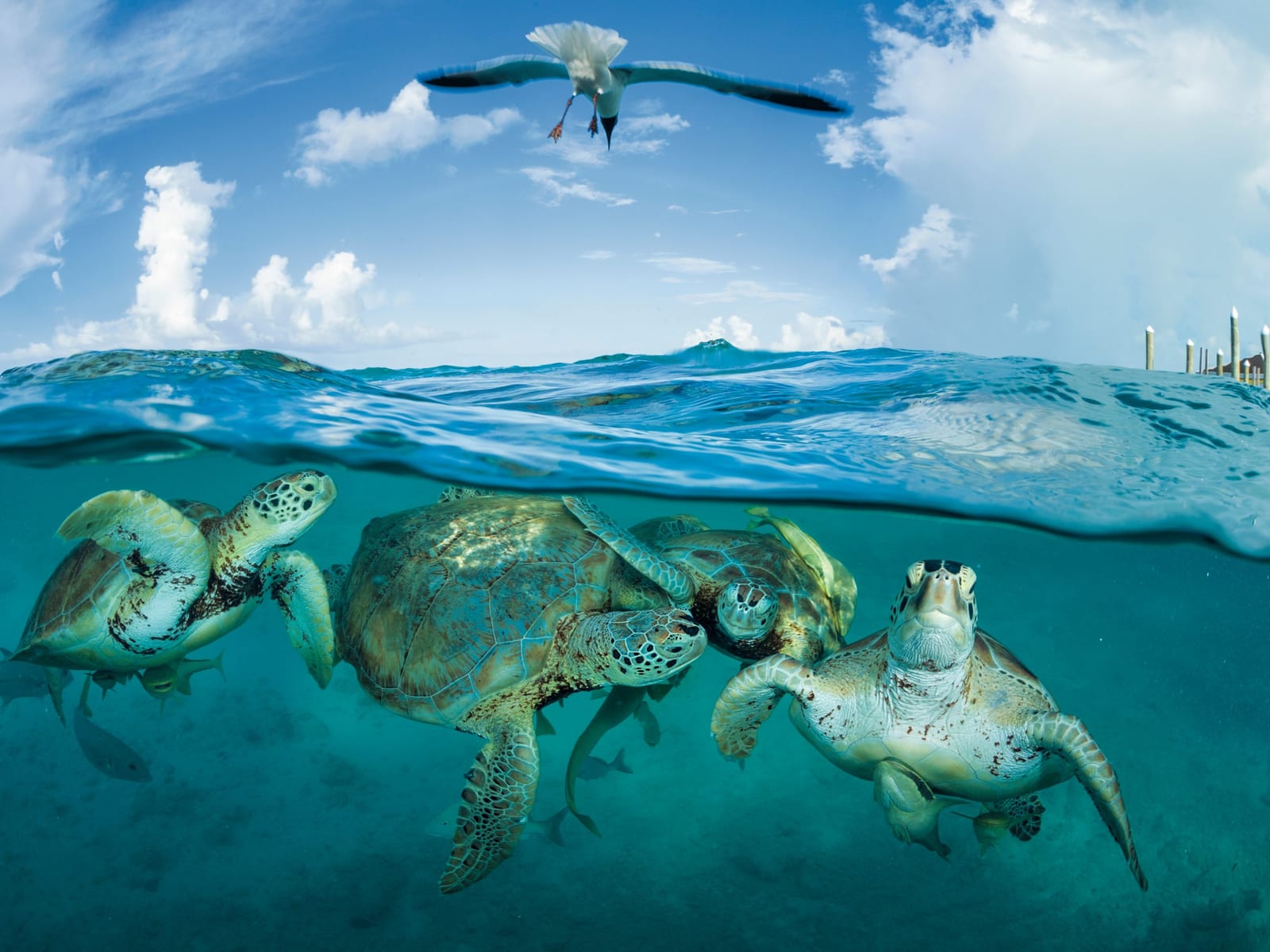 National Geographic Society image 5